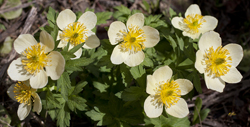 Globeflowers 8422